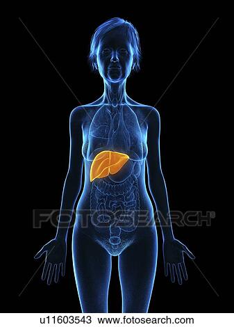 Stock Image - Illustration of an old woman's liver.. Fotosearch