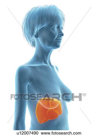 Illustration of an old woman's liver. View Large Photo Image Stock Image - Illustration of an old woman's liver.. Fotosearch