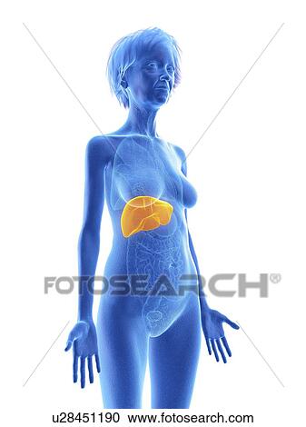Illustration of an old woman's liver. View Large Photo Image Stock Image - Illustration of an old woman's liver.. Fotosearch