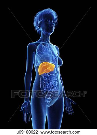 Stock Image - Illustration of an old woman's liver.. Fotosearch