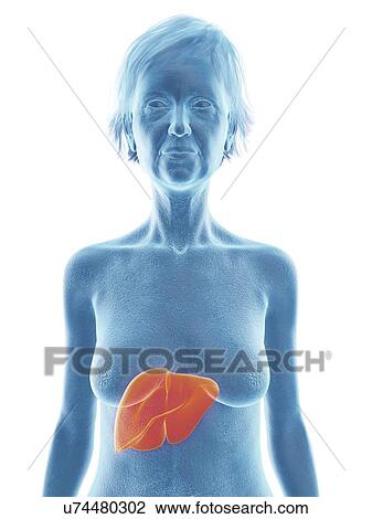 Illustration of an old woman's liver. View Large Photo Image Stock Image - Illustration of an old woman's liver.. Fotosearch