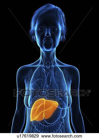 Stock Photo - Illustration of an old woman's liver.. Fotosearch