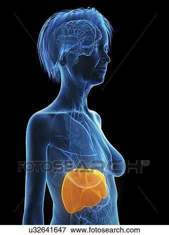 Stock Photo - Illustration of an old woman's liver.. Fotosearch