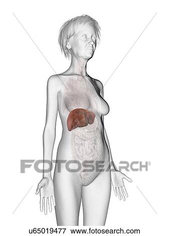 Stock Photo - Illustration of an old woman's liver.. Fotosearch
