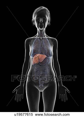 Stock Photography - Illustration of an old woman's liver.. Fotosearch