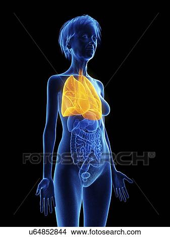 Picture - Illustration of an old woman's lung.. Fotosearch