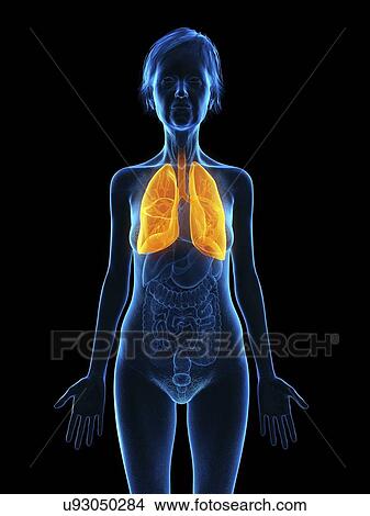 Picture - Illustration of an old woman's lung.. Fotosearch