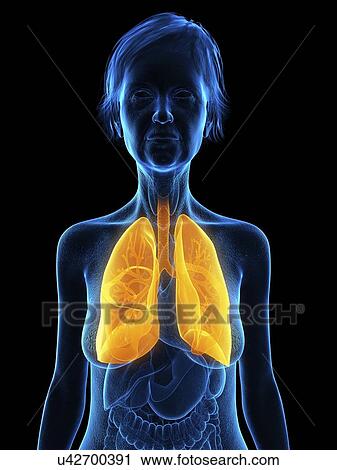 Stock Image - Illustration of an old woman's lung.. Fotosearch