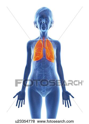 Illustration of an old woman's lung. View Large Photo Image Stock Photo - Illustration of an old woman's lung.. Fotosearch