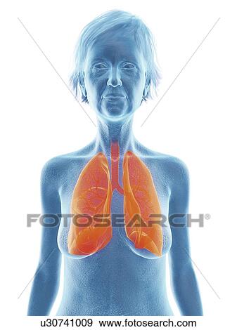 Stock Photo - Illustration of an old woman's lung.. Fotosearch