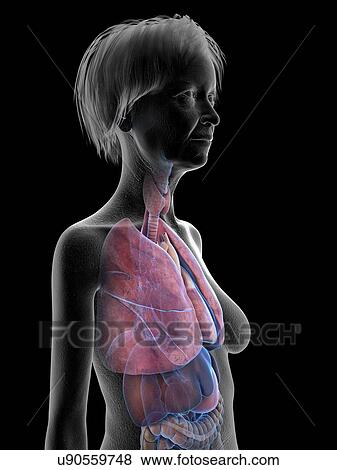 Stock Photo - Illustration of an old woman's lung.. Fotosearch