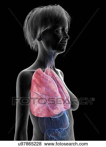 Illustration of an old woman's lung. View Large Photo Image Stock Photo - Illustration of an old woman's lung.. Fotosearch