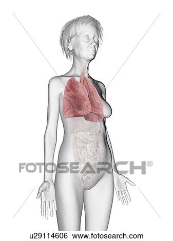 Stock Photograph - Illustration of an old woman's lung.. Fotosearch