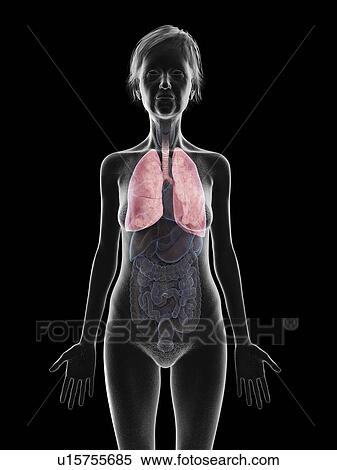 Stock Photography - Illustration of an old woman's lung.. Fotosearch
