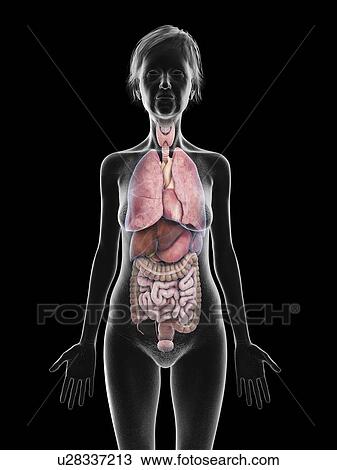 Stock Image - Illustration of an old woman's organs.. Fotosearch