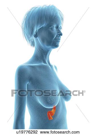 Stock Image - Illustration of an old woman's pancreas.. Fotosearch