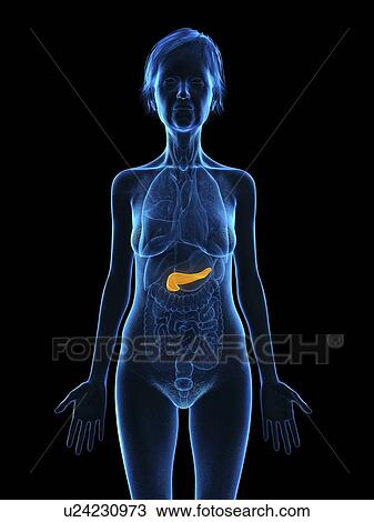 Illustration of an old woman's pancreas. View Large Photo Image Stock Image - Illustration of an old woman's pancreas.. Fotosearch