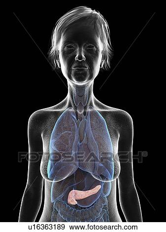 Illustration of an old woman's pancreas. View Large Photo Image Stock Photo - Illustration of an old woman's pancreas.. Fotosearch