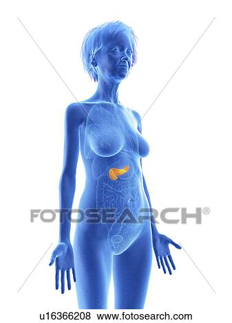 Illustration of an old woman's pancreas. View Large Photo Image Stock Photo - Illustration of an old woman's pancreas.. Fotosearch