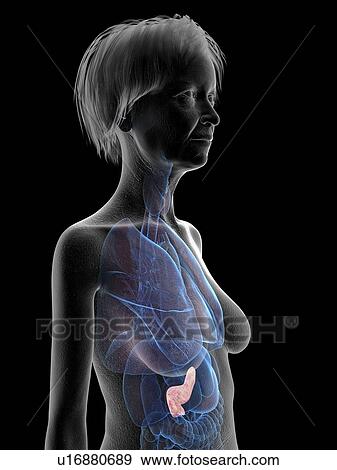 Stock Photo - Illustration of an old woman's pancreas.. Fotosearch