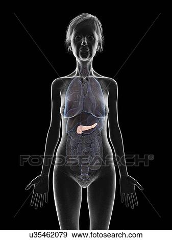Stock Photo - Illustration of an old woman's pancreas.. Fotosearch