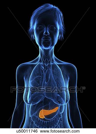 Stock Photograph - Illustration of an old woman's pancreas.. Fotosearch
