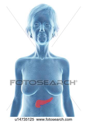 Stock Photography - Illustration of an old woman's pancreas.. Fotosearch