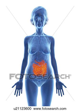 Illustration of an old woman's small intestine. View Large Photo Image Stock Image - Illustration of an old woman's small intestine.. Fotosearch