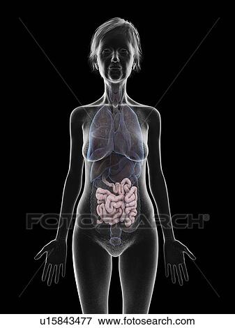 Illustration of an old woman's small intestines. View Large Photo Image Stock Photo - Illustration of an old woman's small intestines.. Fotosearch
