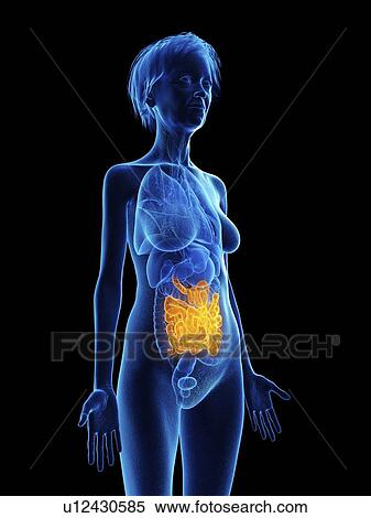 Illustration of an old woman's small intestine. View Large Photo Image Stock Photography - Illustration of an old woman's small intestine.. Fotosearch