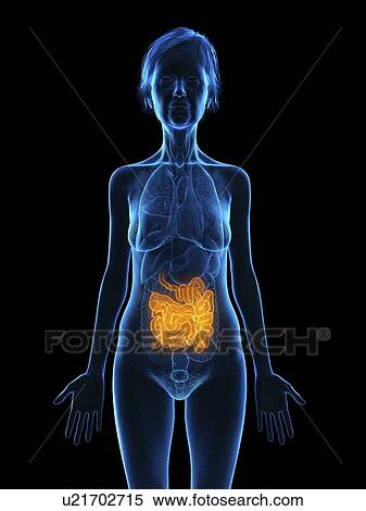 Illustration of an old woman's small intestine. View Large Photo Image Stock Photography - Illustration of an old woman's small intestine.. Fotosearch