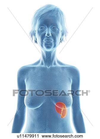 Stock Image - Illustration of an old woman's spleen.. Fotosearch