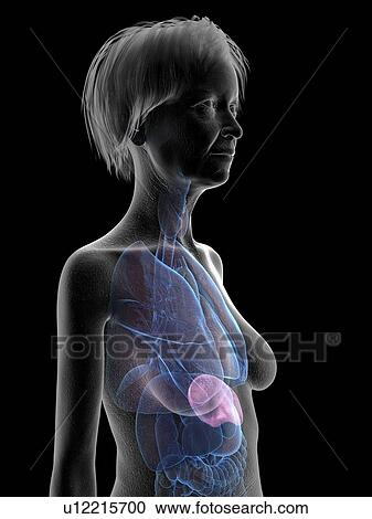 Stock Image - Illustration of an old woman's spleen.. Fotosearch