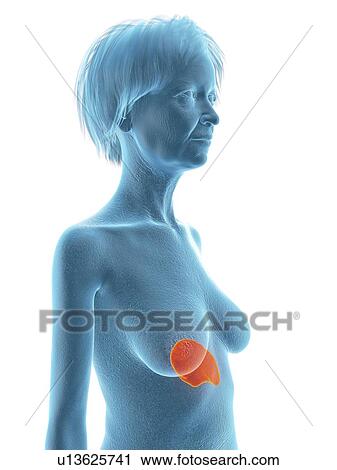 Stock Image - Illustration of an old woman's spleen.. Fotosearch