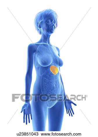 Stock Image - Illustration of an old woman's spleen.. Fotosearch
