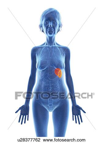 Stock Image - Illustration of an old woman's spleen.. Fotosearch