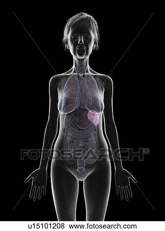 Illustration of an old woman's spleen. View Large Photo Image Stock Photo - Illustration of an old woman's spleen.. Fotosearch