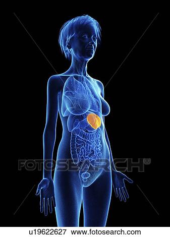 Stock Photo - Illustration of an old woman's spleen.. Fotosearch