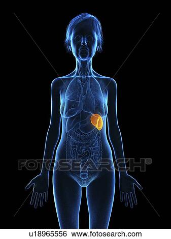 Stock Photograph - Illustration of an old woman's spleen.. Fotosearch