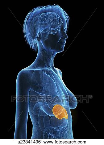 Stock Photograph - Illustration of an old woman's spleen.. Fotosearch
