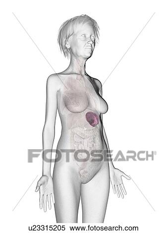 Stock Photography - Illustration of an old woman's spleen.. Fotosearch