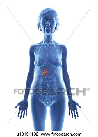 Stock Image - Illustration of an old woman's gallbladder.. Fotosearch