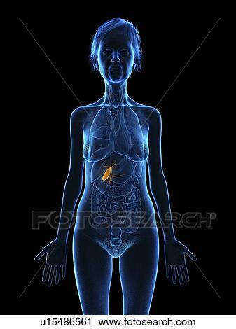 Stock Image - Illustration of an old woman's gallbladder.. Fotosearch