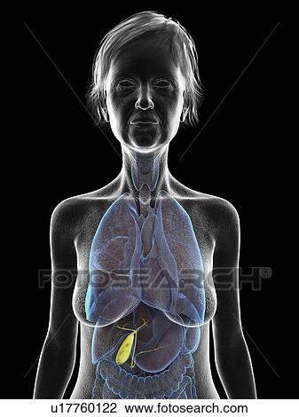Illustration of an old woman's gallbladder. View Large Photo Image Stock Image - Illustration of an old woman's gallbladder.. Fotosearch