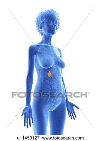 Stock Photo - Illustration of an old woman's gallbladder.. Fotosearch