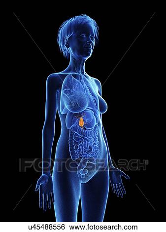 Stock Photograph - Illustration of an old woman's gallbladder.. Fotosearch