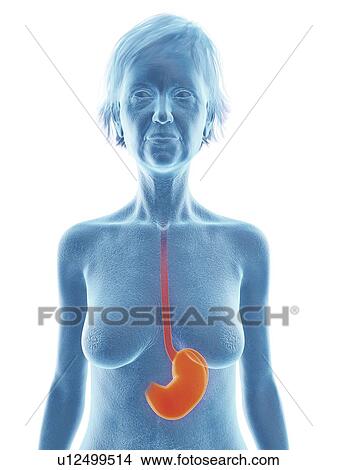 Picture - Illustration of an old woman's stomach.. Fotosearch