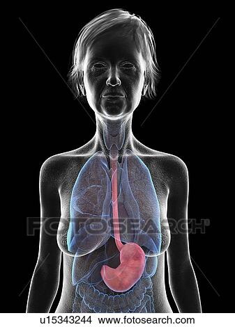 Picture - Illustration of an old woman's stomach.. Fotosearch