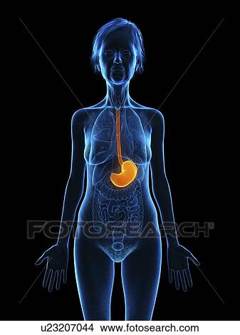 Picture - Illustration of an old woman's stomach.. Fotosearch