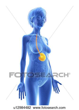 Stock Image - Illustration of an old woman's stomach.. Fotosearch